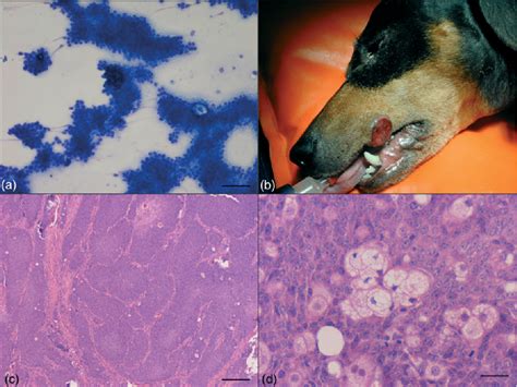 Cornifying Epitheliomas in Dogs: Causes, Symptoms, and。